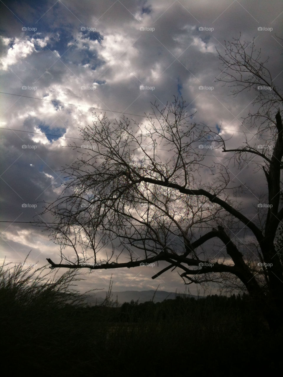 sky dark morning tree by melody