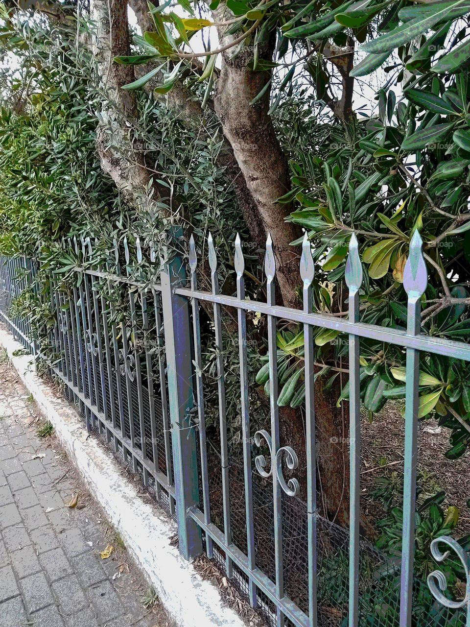 fence