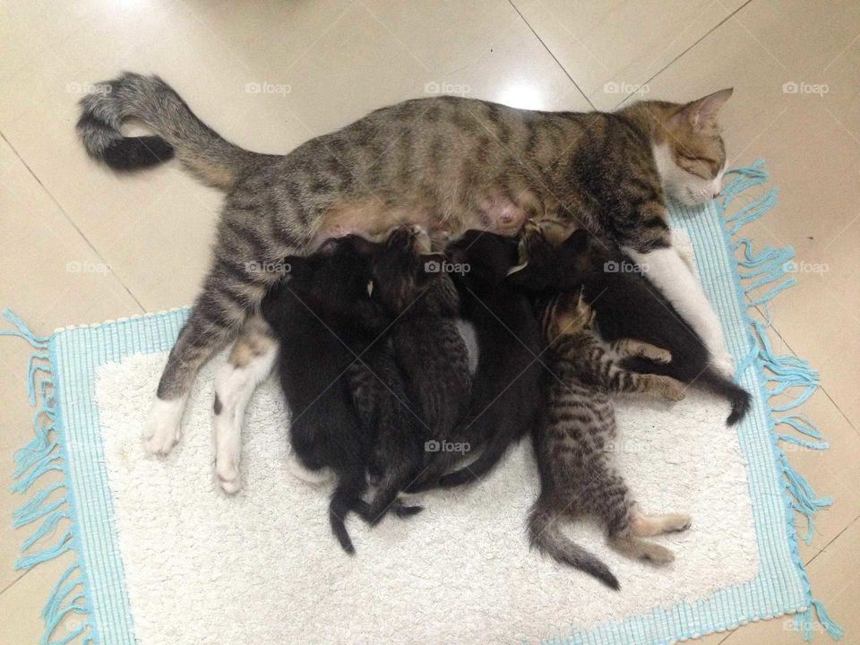 Lovely cat family