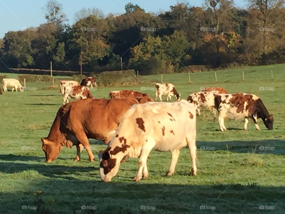 Beautiful British Cows 2017