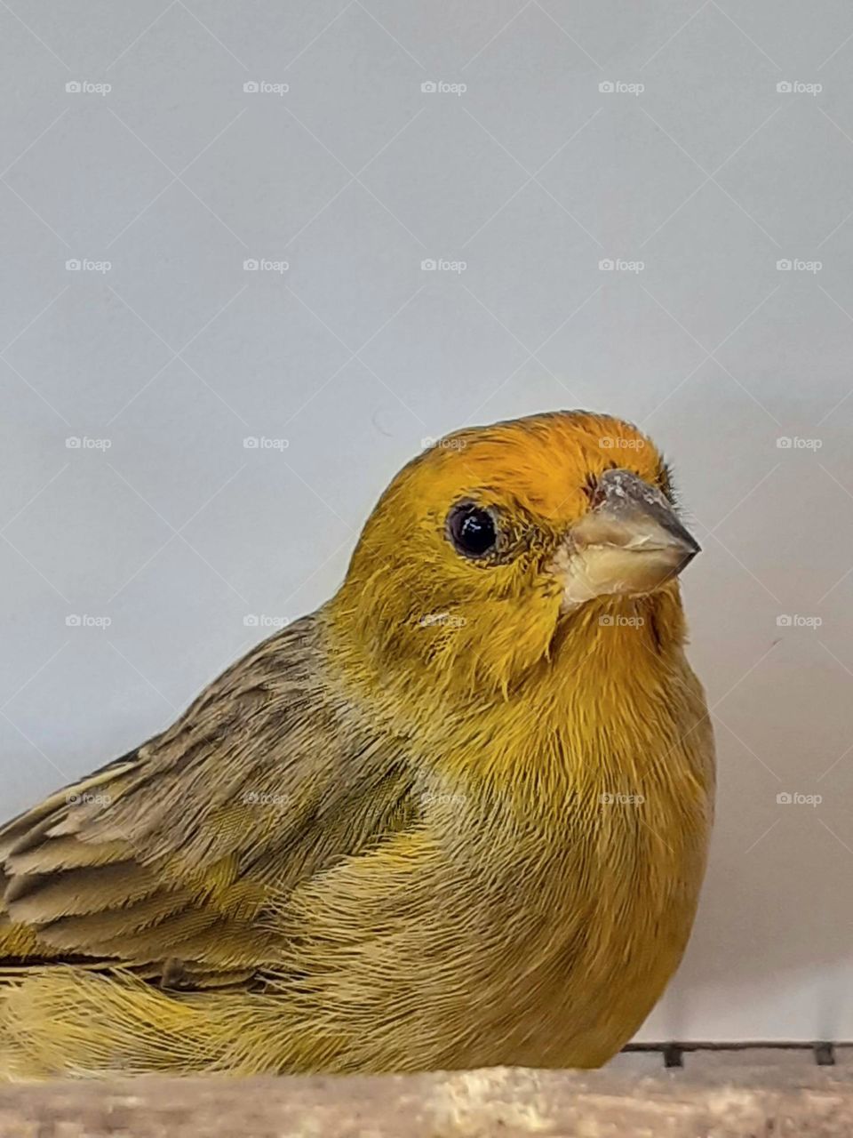 mirada del pajarito amarillo