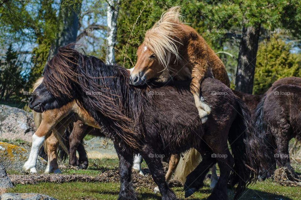 Shetland ponies playing together