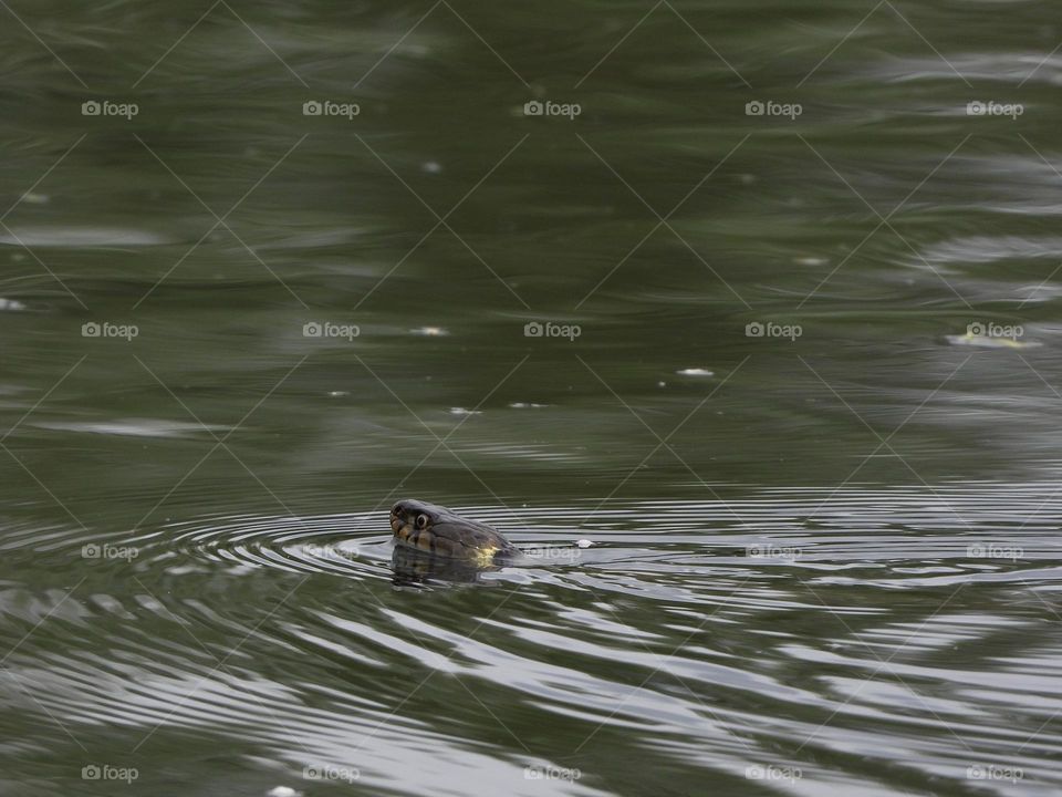 A grass snake enjoying a swim