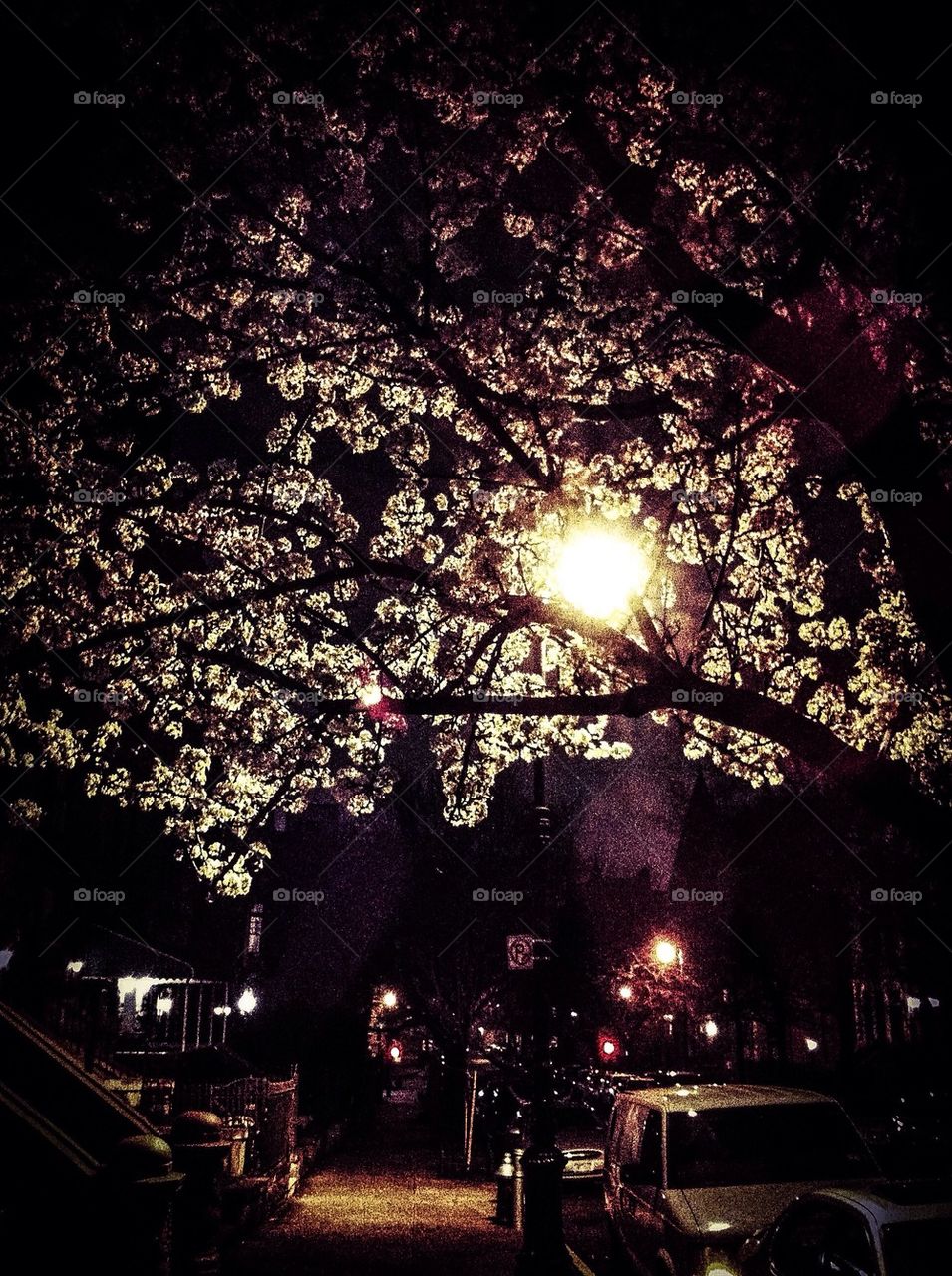 Harlem Cherry Blossoms