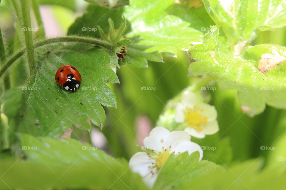 Ladybug with Strawberries
