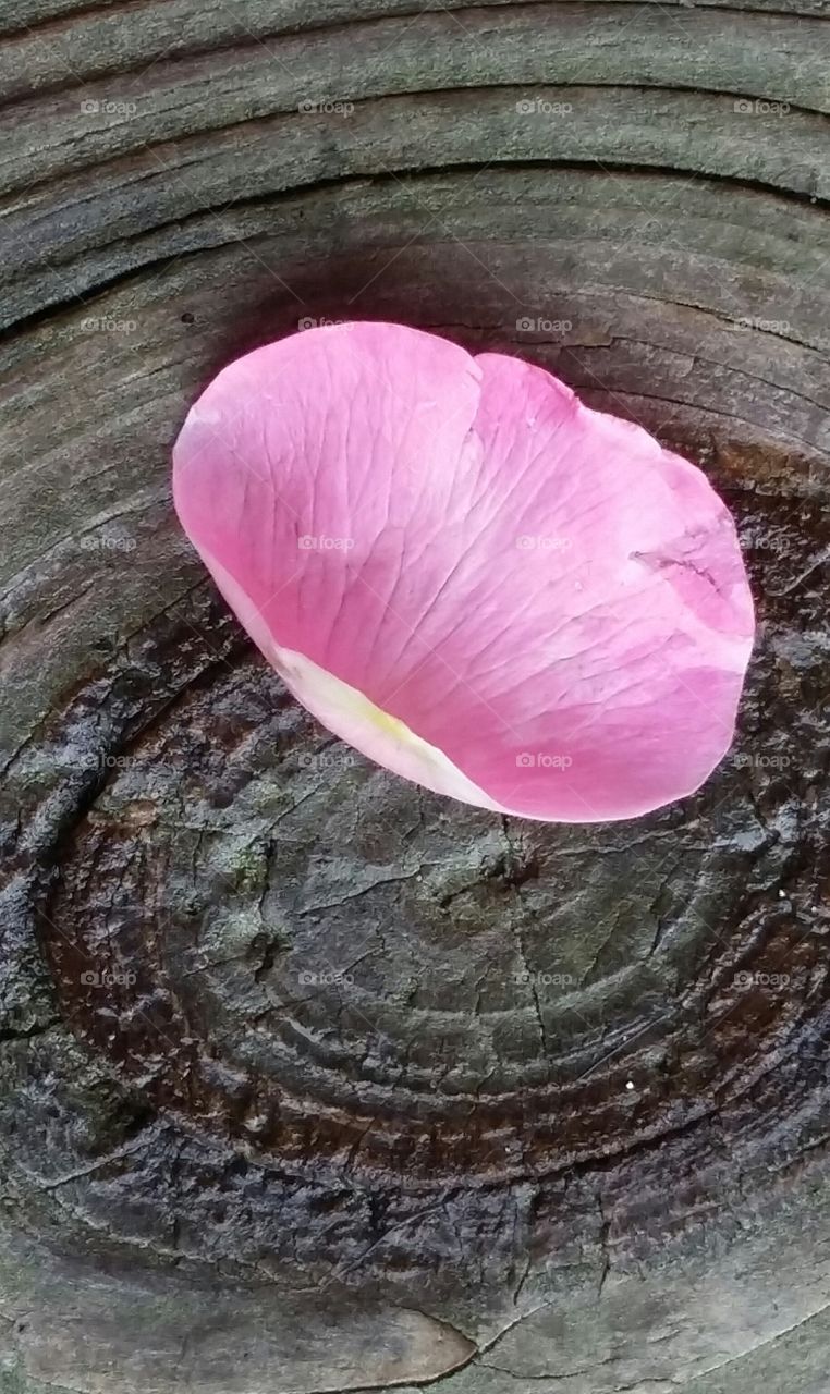 rose petal on pine