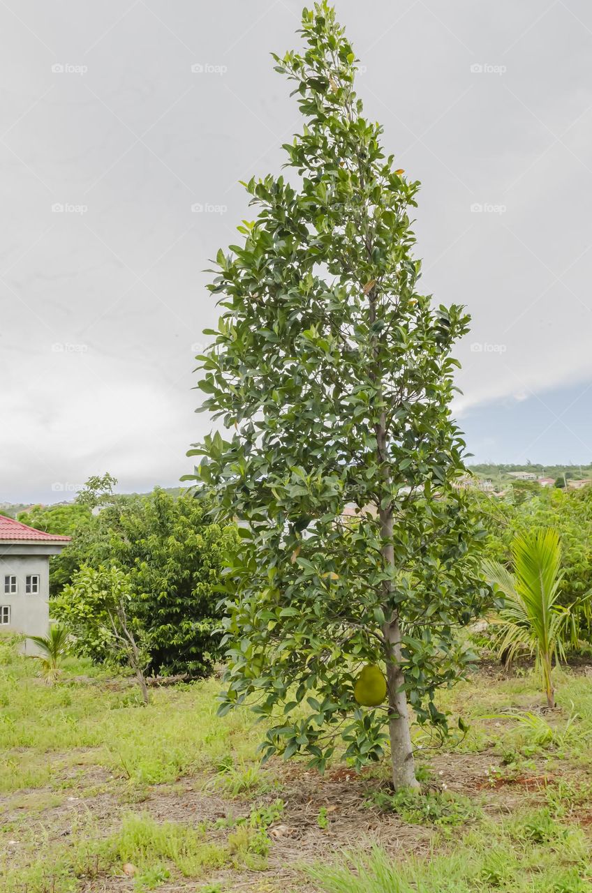 Jackfruit Tree