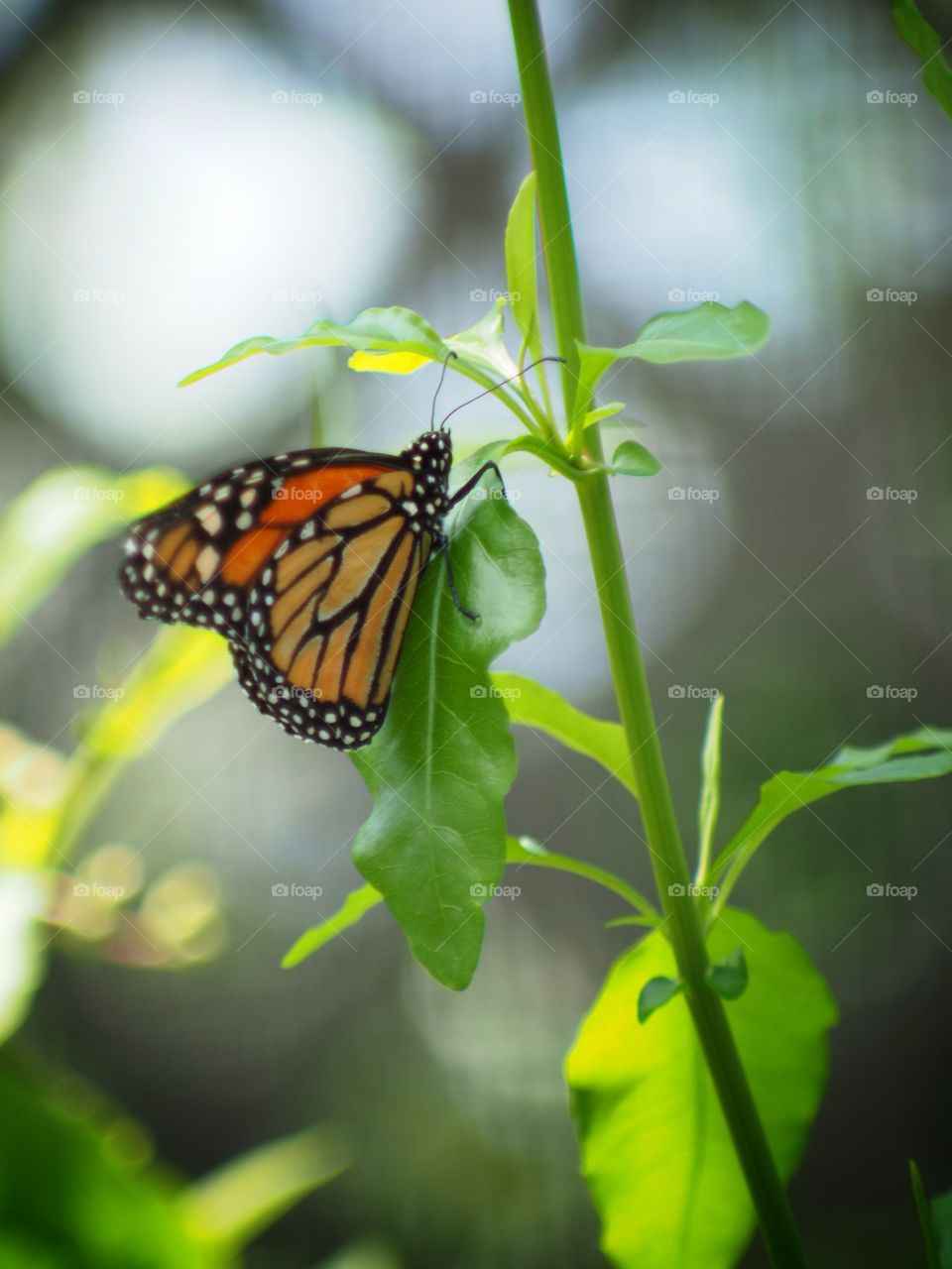 Monarch butterfly on leaf