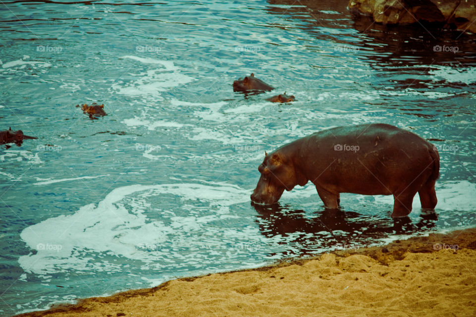 hippos in water 