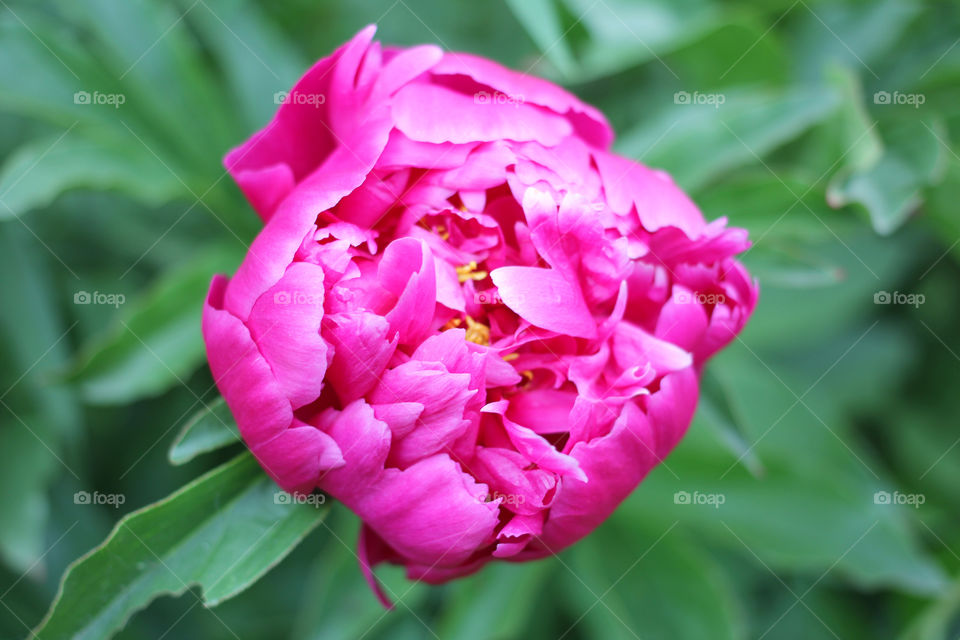 Peony, peonies, roses, pink, red, white, flowers, bouquet, summer, sun, nature. Landscape, still-life, village, flowerbed, plant, vegetation, grass, decor, fluffy, fluffy flowers, bulk flowers, plush flowers, petals, buds, leaves