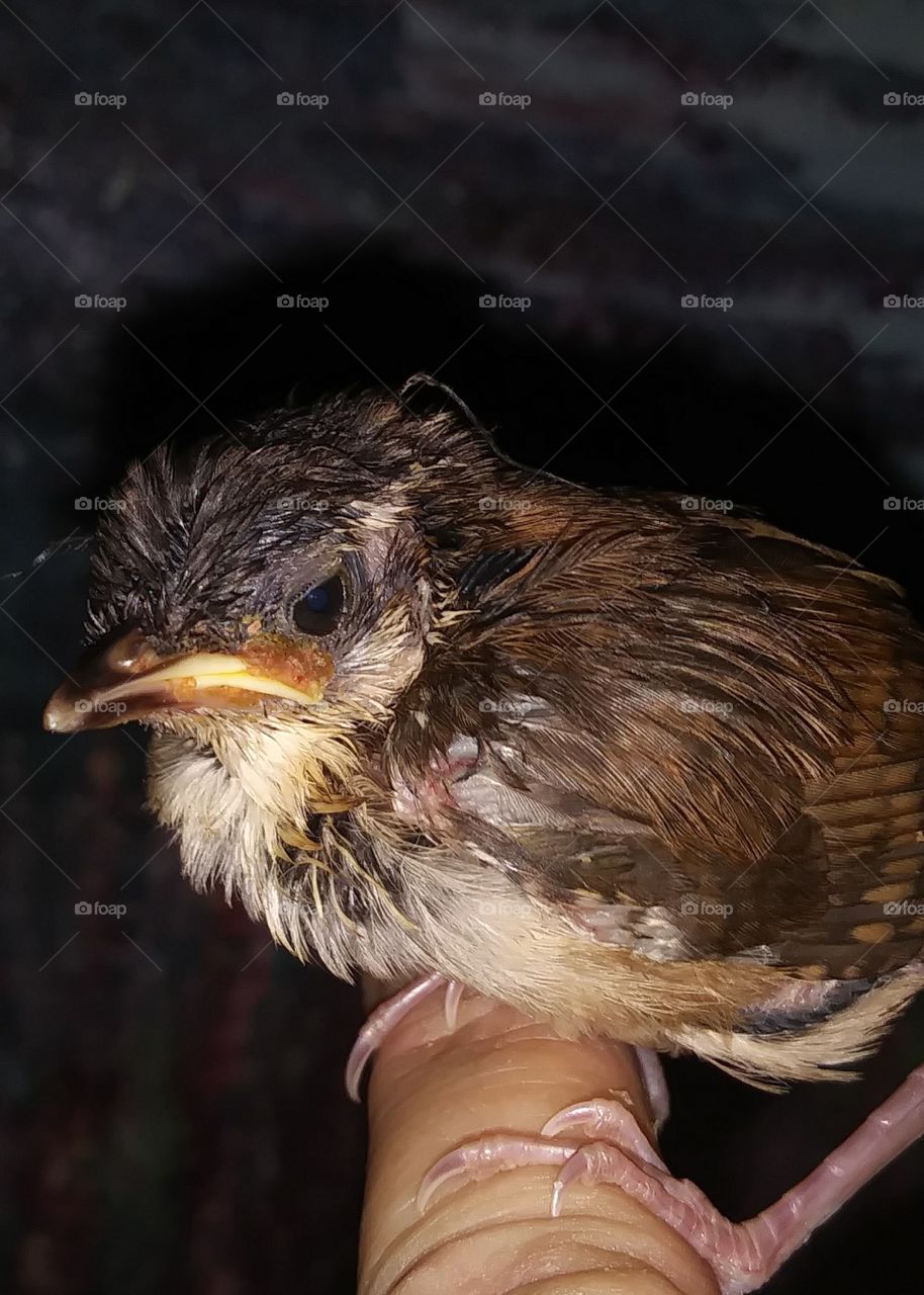 baby sparrow
