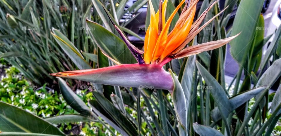 bird of paradise