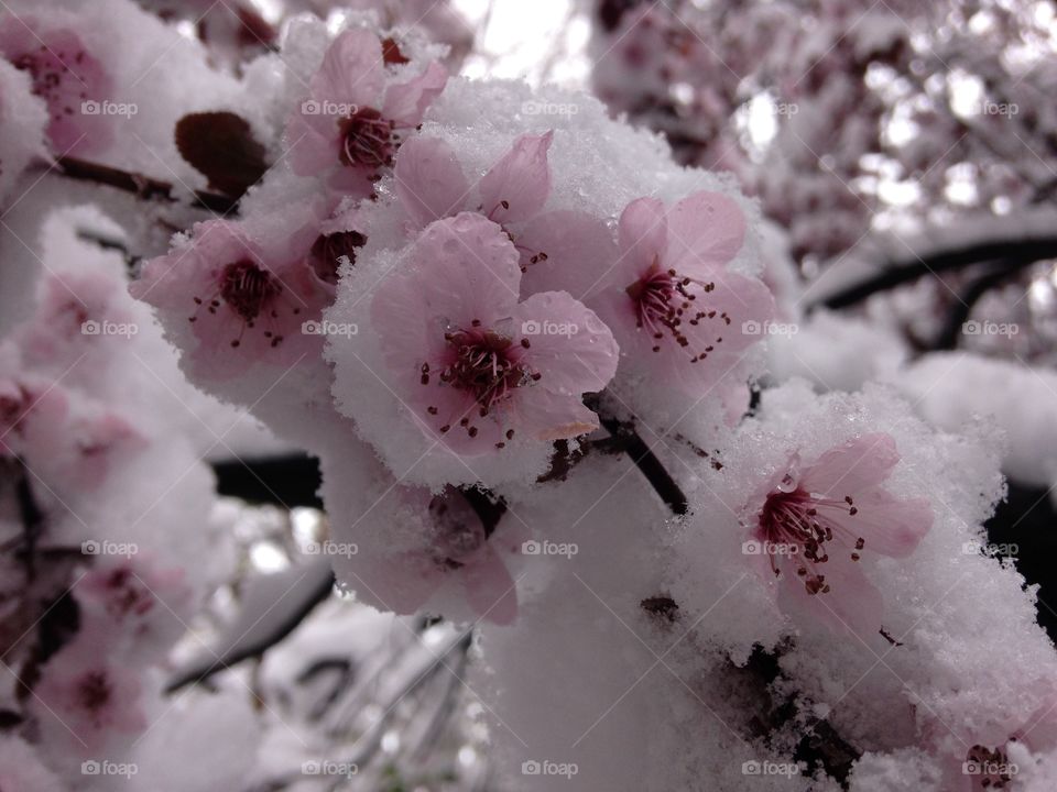 Pink blossoms in a blanket of white fresh spring snow. 