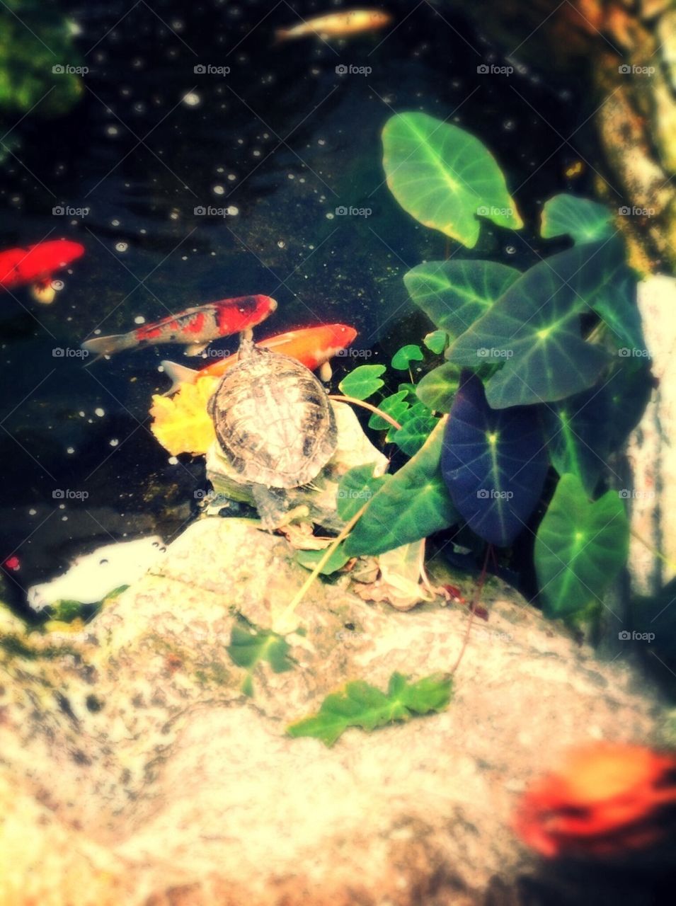 Turtle and the Fish 