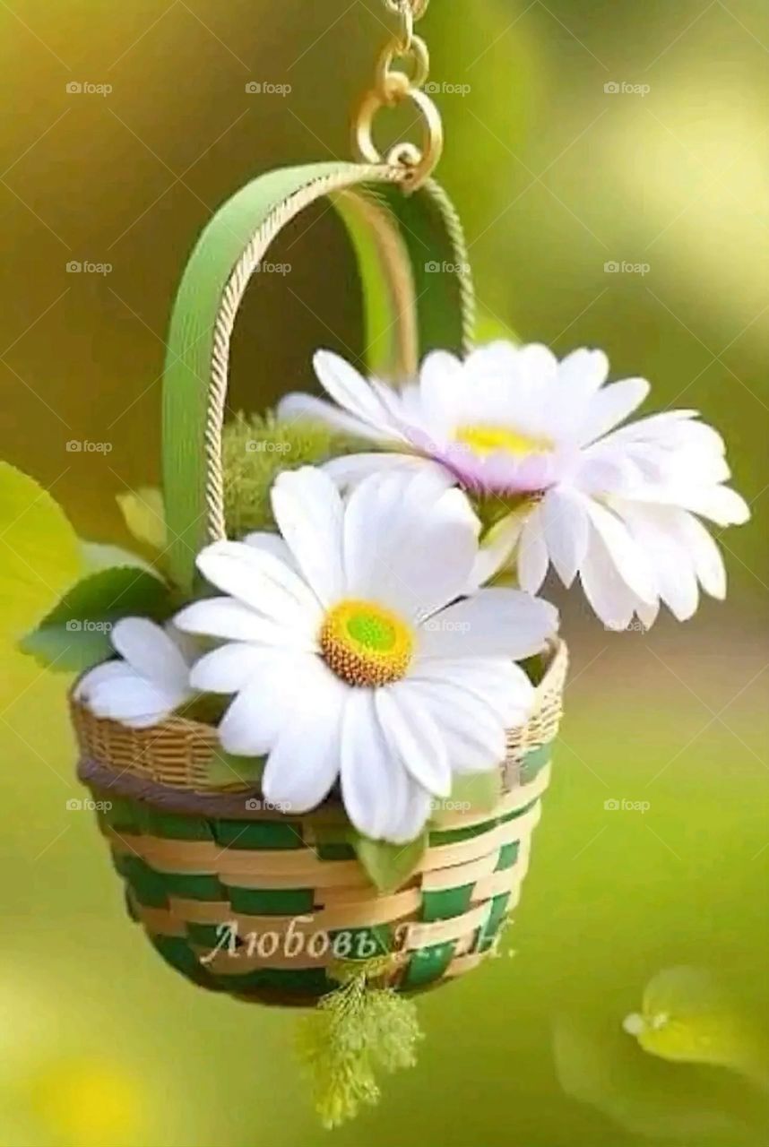 A very beautiful picture, and there is no better picture than it. There is no better picture of green herbs and colorful, red and white roses than it. Glory be to God, the natural and picturesque view, and there is no more