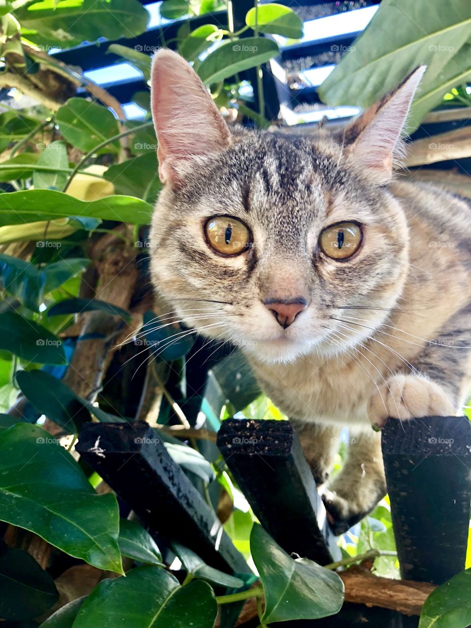 Foap Mission Cats! Close Shot Cat On A Roof With Beauty Green Eyes!