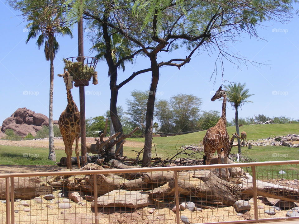 There are 4 giraffes in this picture I took on a sunny day.