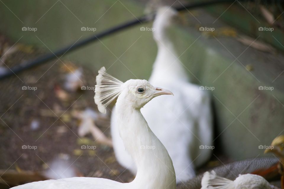 white peacock