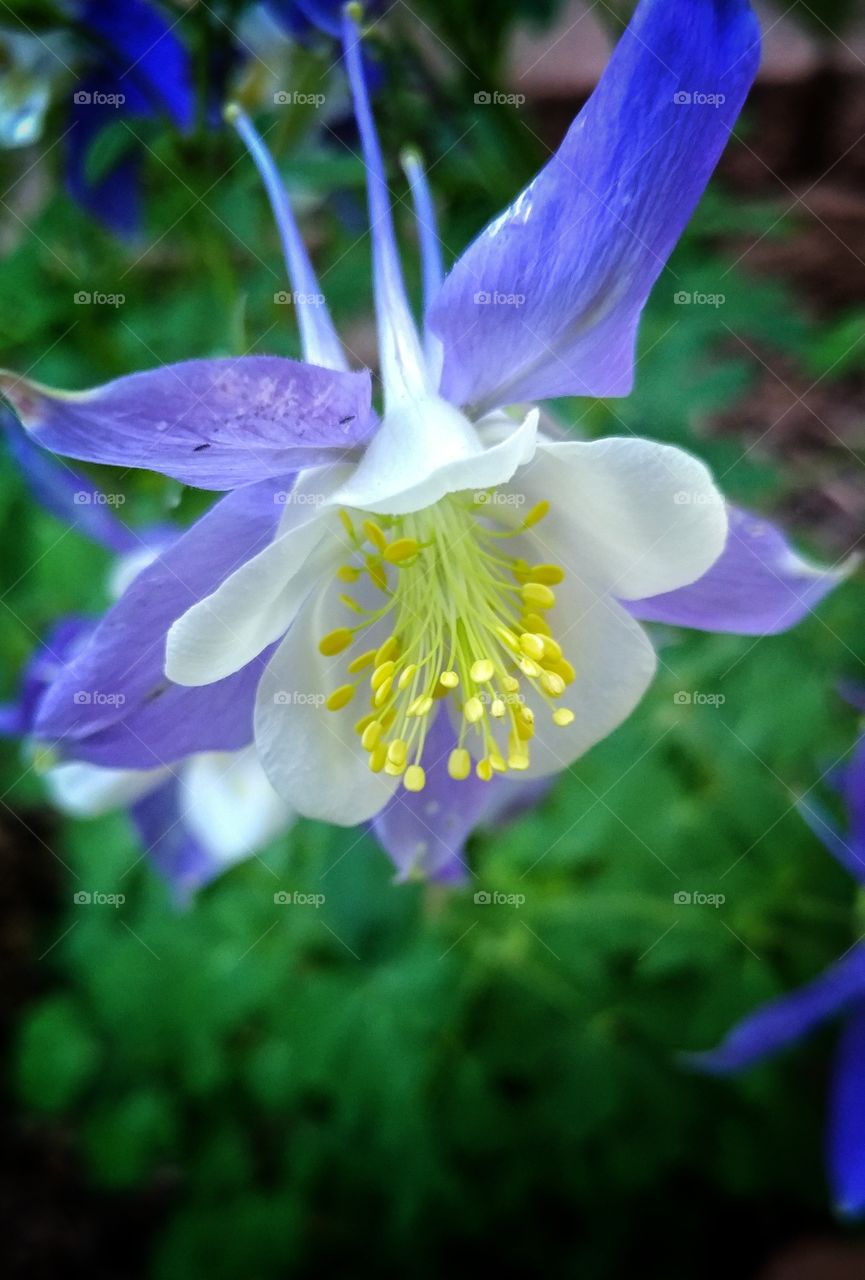 The splendor of a Colorado Columbine on display in vibrant purple , white and yellow.
