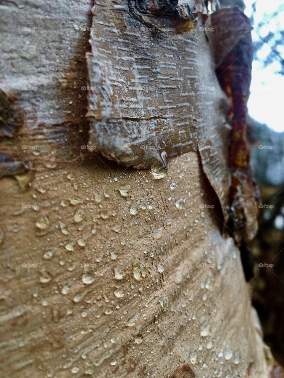 Raindrops on river birch
