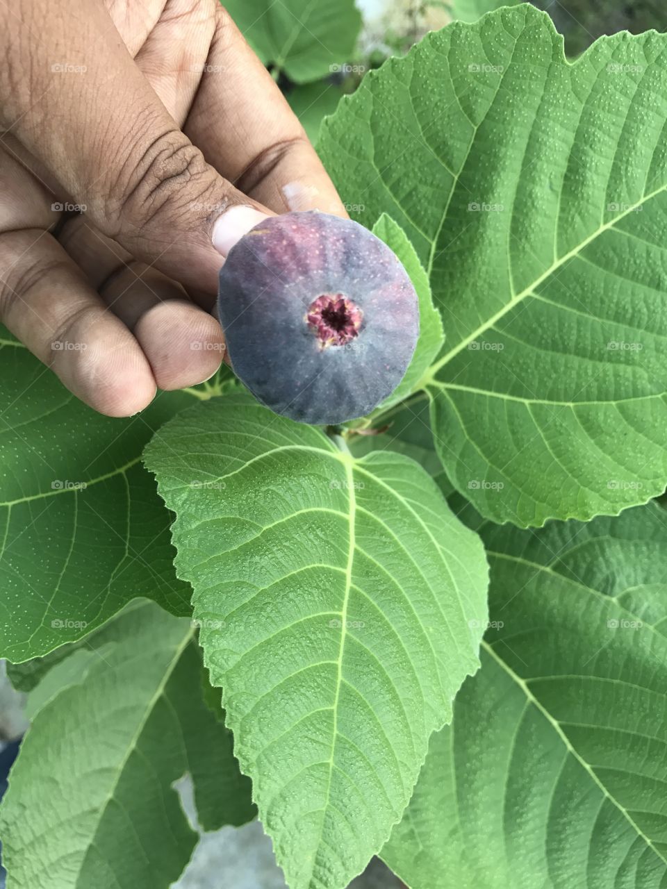 Fig fruit 