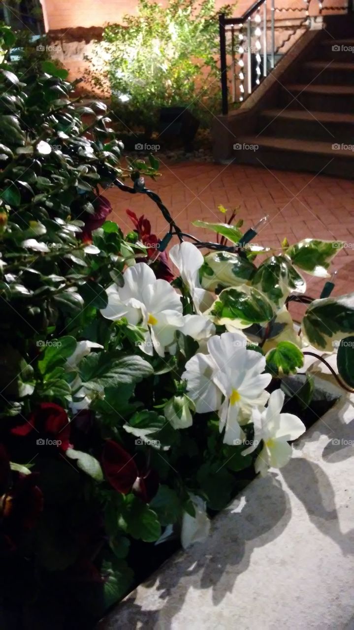 spring. lovely. flowers. nature. beauty. love. summer. happy