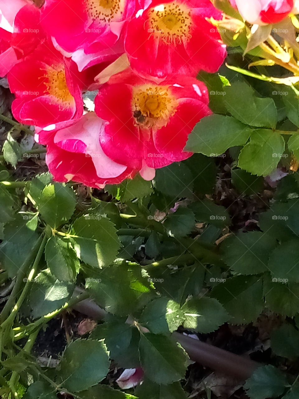 Close up honeybee