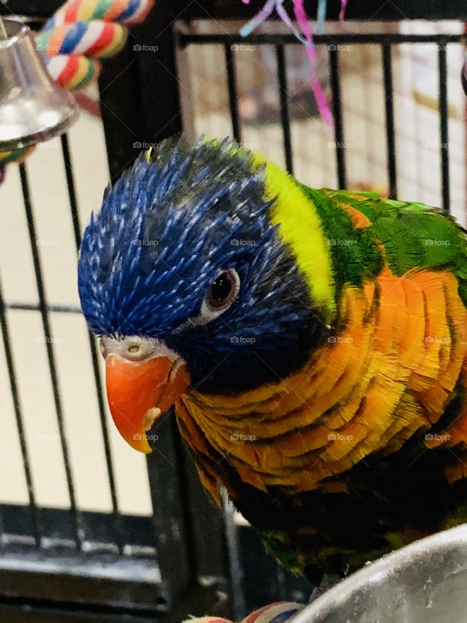 Lorikeet at the pet store 