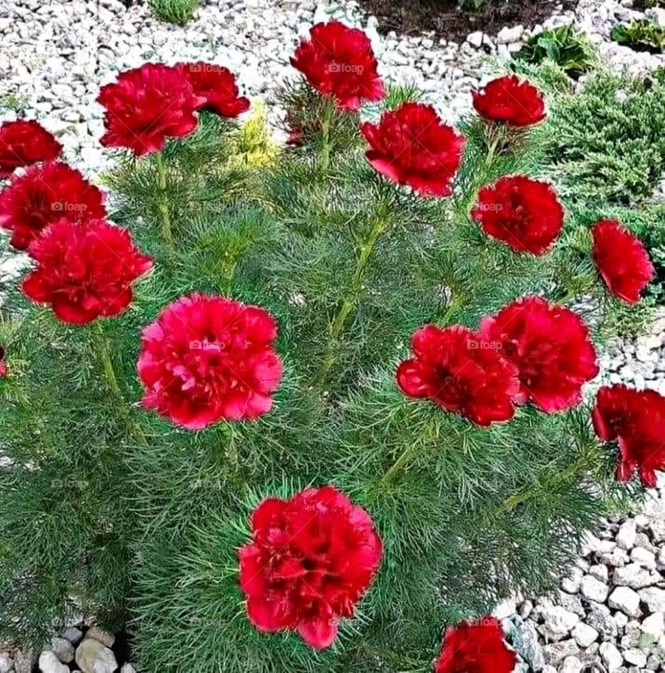 most beautiful and attractive flowers.