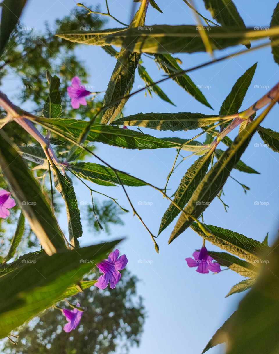 Beautiful flowers with blue sky