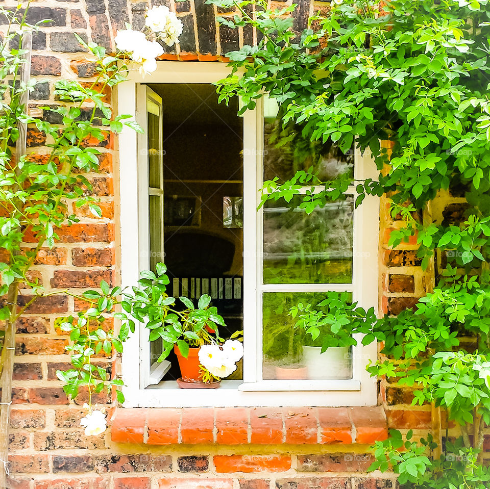 Ein offenes Fenster eines Hauses mit Backsteinfassade, im Fenster steht ein Blumentopf mit einer Grünpflanze, das Fenster ist umrahmt mit einem Strauch.