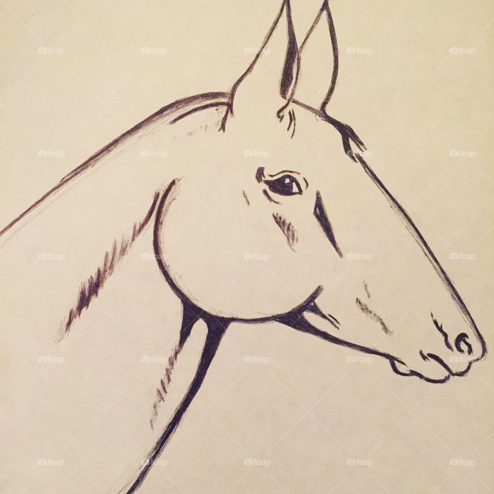 Self drawn Horse head sketch 