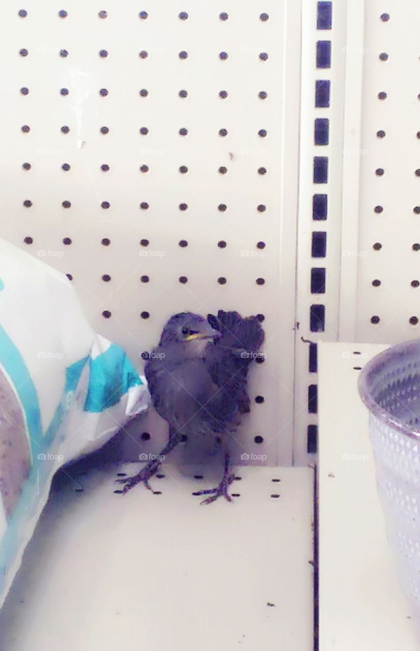 bird in a store on the shelf