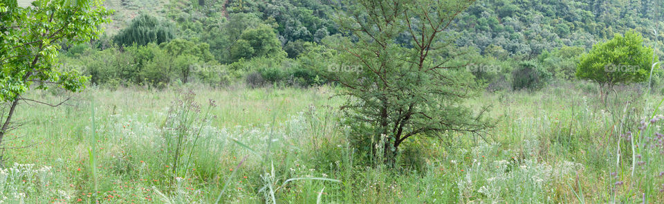 Natural field in South Africa zoom in and see the wild flowers 