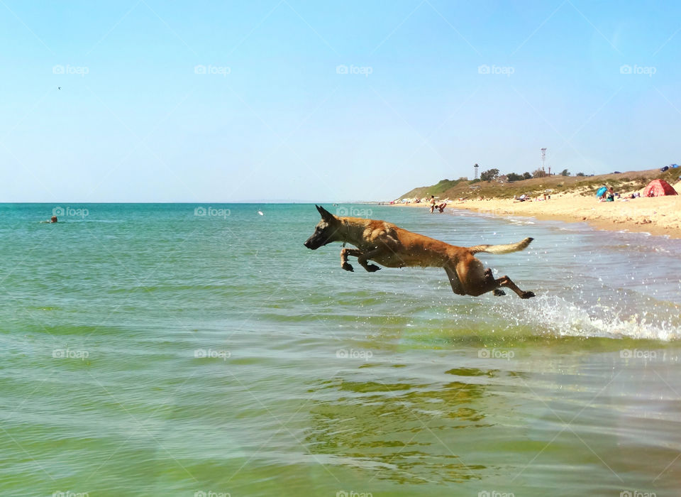 Belgian shepherd malinois jump