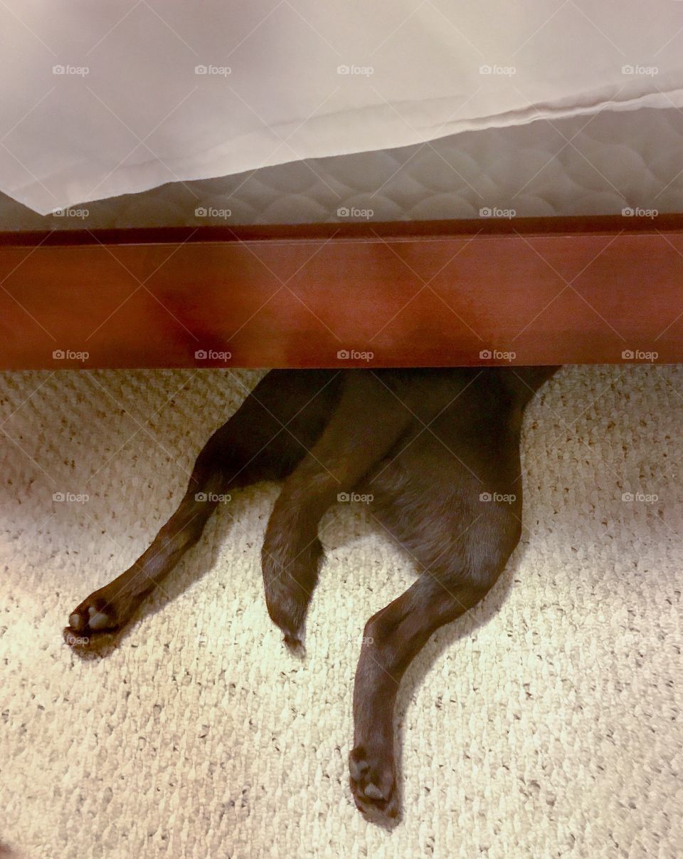 Dog’s favourite spot is under the bed 