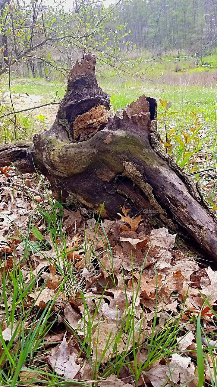 old tree stump in the woods