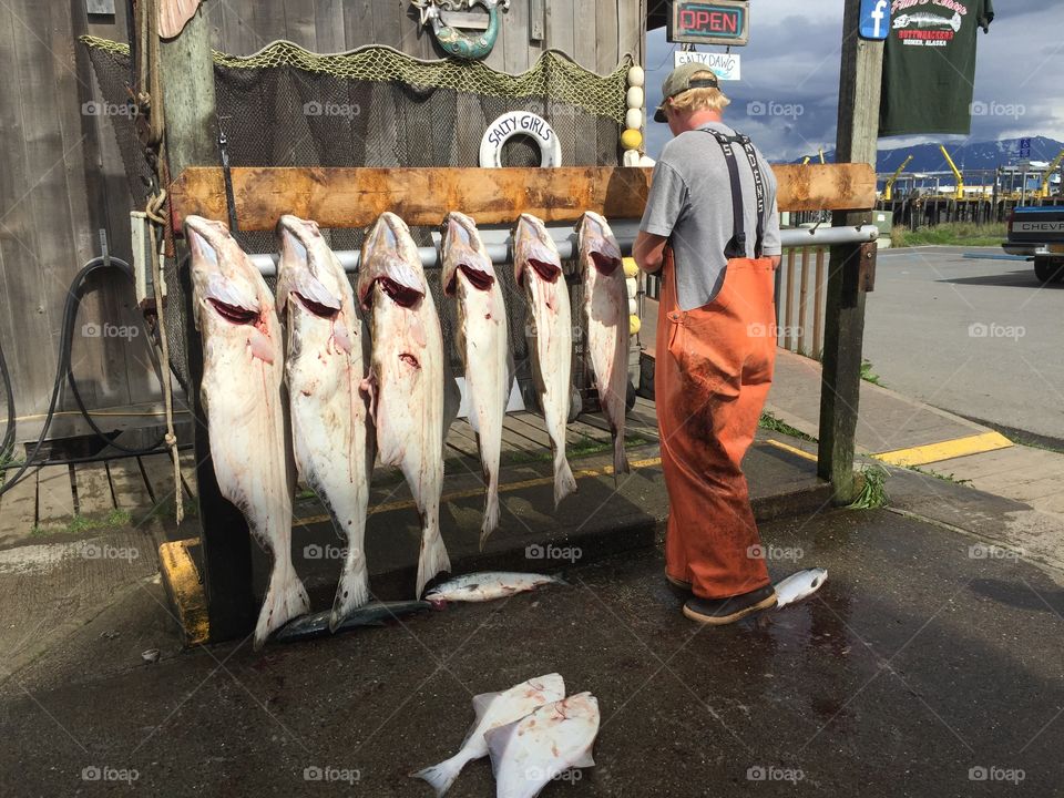 Halibut fishing Homer Alaska 