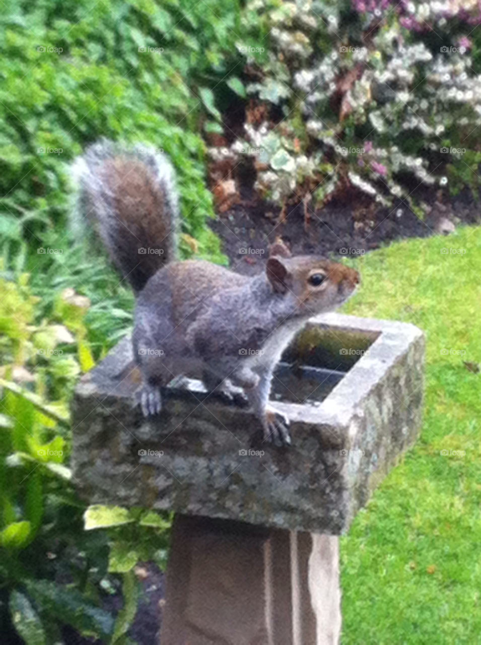Mammal, Rodent, Squirrel, Nature, Tree