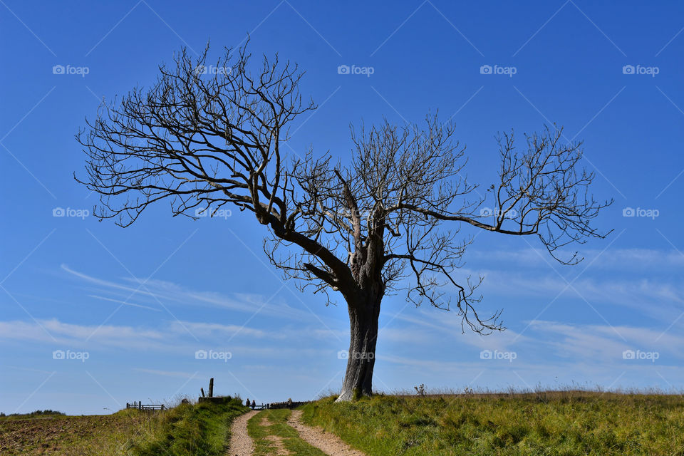Lone tree on a hill