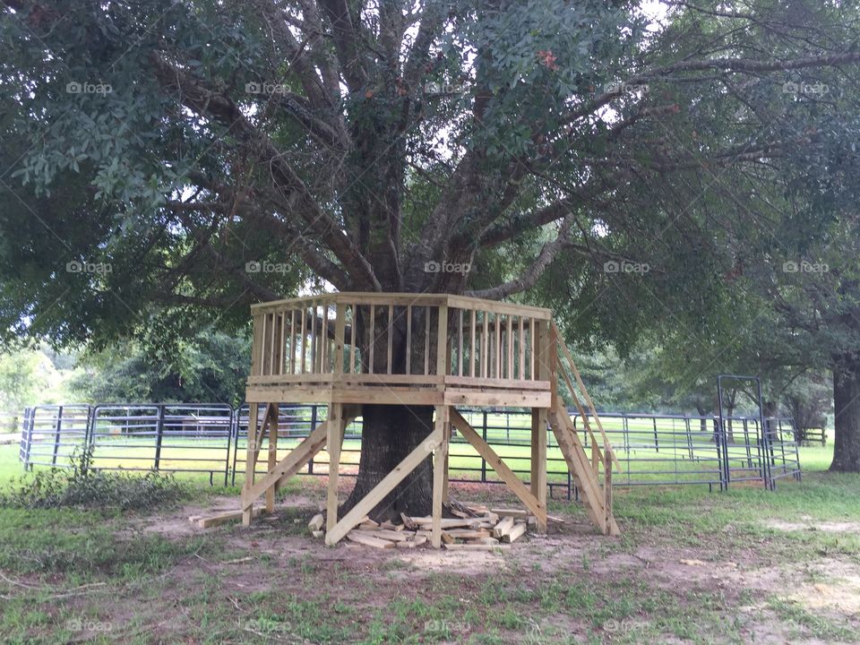 Building a fence and bitch around the tree for relaxation