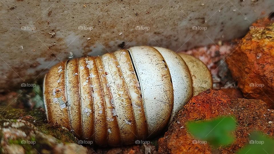 Millipede