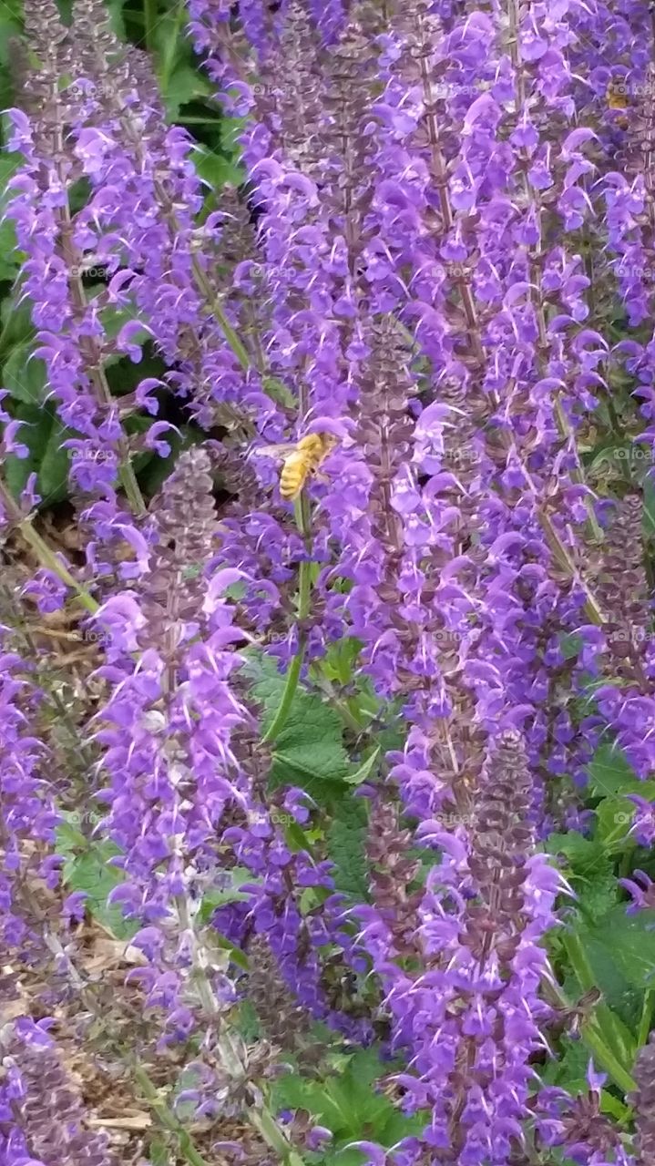 honey bee on purple flower. Minneapolis conservatory 