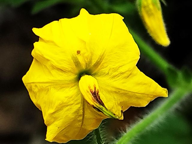 rare flower
