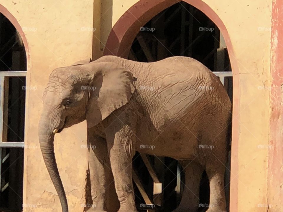 Éléphant 🐘 du zoo de Lisbonne 