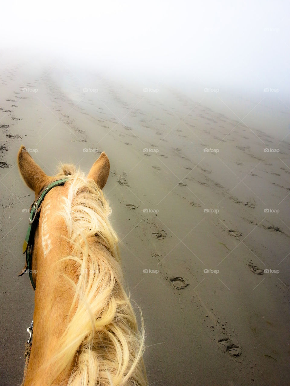 from the horse's back