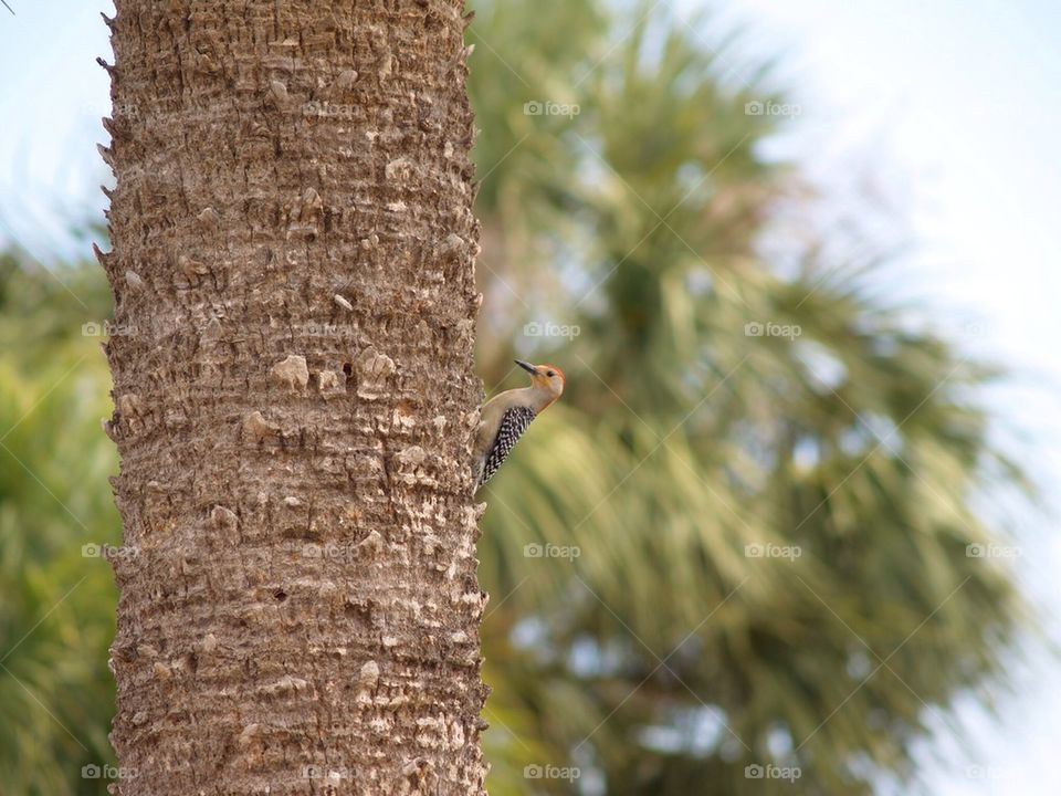 Woodpecker