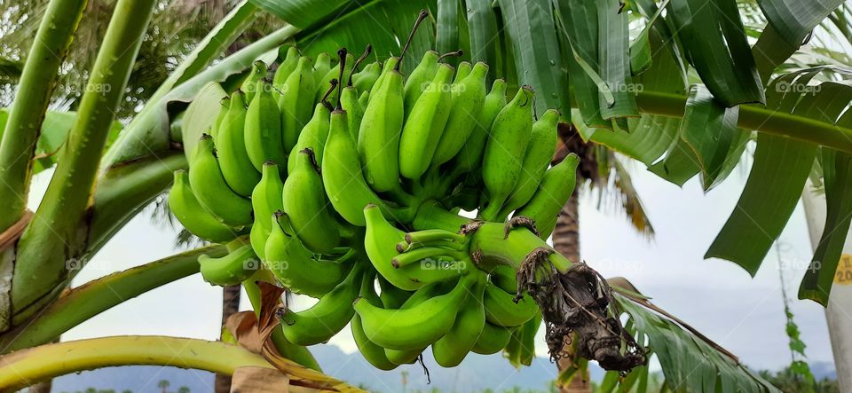 Natural banana...Pure green...Breathe taking natural view of forest banana