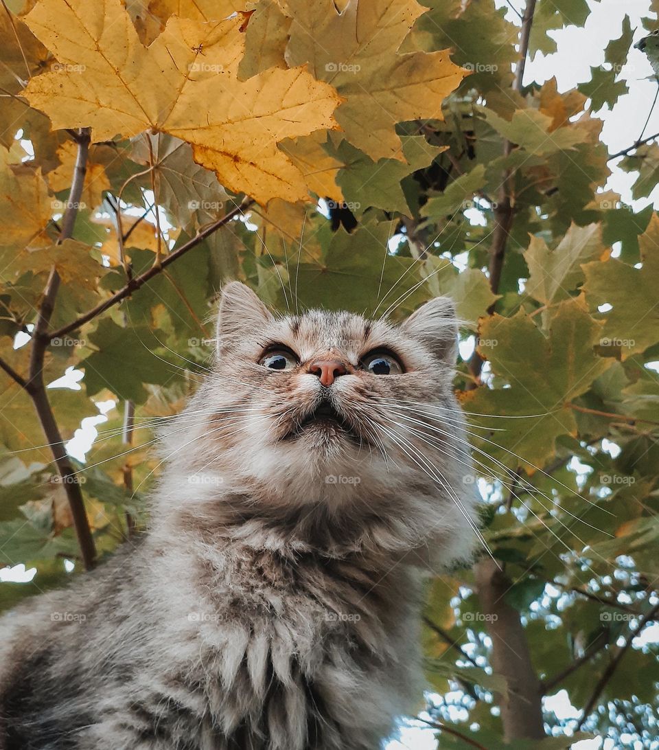 portrait of a shaggy country cat against the background of an autumn colorful maple tree