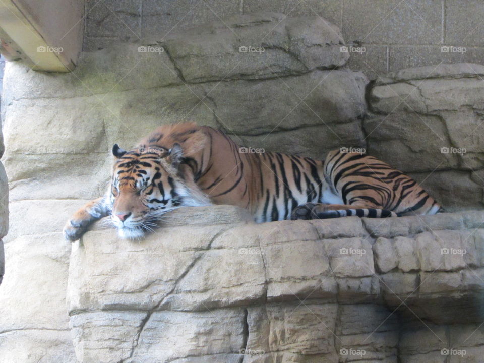 Sleeping Tiger
